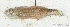 (Scaridae_gen sp_9HJ - S0004_068)  @11 [ ] CreativeCommons - Attribution Non-Commercial Share-Alike (2017) Henitsoa Jaonalison IH.SM, Toliara, Madagascar
