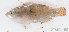  ( - S0006_032)  @11 [ ] CreativeCommons - Attribution Non-Commercial Share-Alike (2017) Henitsoa Jaonalison IH.SM, Toliara, Madagascar