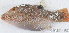  ( - S0006_039)  @11 [ ] CreativeCommons - Attribution Non-Commercial Share-Alike (2017) Henitsoa Jaonalison IH.SM, Toliara, Madagascar