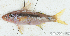  ( - S0007_001)  @11 [ ] CreativeCommons - Attribution Non-Commercial Share-Alike (2017) Henitsoa Jaonalison IH.SM, Toliara, Madagascar