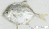  (Turrum cf. coeruleopinnatum - S0007_008)  @11 [ ] CreativeCommons - Attribution Non-Commercial Share-Alike (2017) Henitsoa Jaonalison IH.SM, Toliara, Madagascar