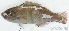 ( - S0007_040)  @11 [ ] CreativeCommons - Attribution Non-Commercial Share-Alike (2017) Henitsoa Jaonalison IH.SM, Toliara, Madagascar