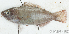  (Scaridae_gen sp_5HJ - S0007_043)  @11 [ ] CreativeCommons - Attribution Non-Commercial Share-Alike (2017) Henitsoa Jaonalison IH.SM, Toliara, Madagascar