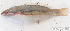  ( - S0008_047)  @11 [ ] CreativeCommons - Attribution Non-Commercial Share-Alike (2017) Henitsoa Jaonalison IH.SM, Toliara, Madagascar
