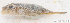  ( - S0008_048)  @11 [ ] CreativeCommons - Attribution Non-Commercial Share-Alike (2017) Henitsoa Jaonalison IH.SM, Toliara, Madagascar