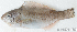  ( - S0009_016)  @11 [ ] CreativeCommons - Attribution Non-Commercial Share-Alike (2017) Henitsoa Jaonalison IH.SM, Toliara, Madagascar
