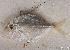  ( - S0012_001)  @11 [ ] CreativeCommons - Attribution Non-Commercial Share-Alike (2018) Henitsoa Jaonalison IH.SM, Toliara, Madagascar