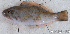  ( - S0016_012)  @11 [ ] CreativeCommons - Attribution Non-Commercial Share-Alike (2017) Henitsoa Jaonalison IH.SM, Toliara, Madagascar