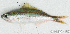  ( - S0019_015)  @11 [ ] CreativeCommons - Attribution Non-Commercial Share-Alike (2017) Henitsoa Jaonalison IH.SM, Toliara, Madagascar