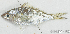  ( - S0036_002)  @11 [ ] CreativeCommons - Attribution Non-Commercial Share-Alike (2017) Henitsoa Jaonalison IH.SM, Toliara, Madagascar