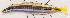  ( - S0039_001)  @11 [ ] CreativeCommons - Attribution Share-Alike (2018) Henitsoa Jaonalison Institut Halieutique et des Sciences Marines