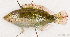  ( - S0039_003)  @11 [ ] CreativeCommons - Attribution Share-Alike (2018) Henitsoa Jaonalison Institut Halieutique et des Sciences Marines