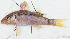  ( - S0044_002)  @11 [ ] CreativeCommons - Attribution Share-Alike (2018) Henitsoa Jaonalison Institut Halieutique et des Sciences Marines