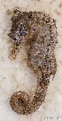  ( - S0059_009)  @11 [ ] CreativeCommons - Attribution Non-Commercial Share-Alike (2018) Henitsoa Jaonalison IH.SM, Toliara, Madagascar