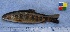  (Salvelinus - IFCZE0390)  @15 [ ] Unspecified (default): All Rights Reserved  Unspecified Unspecified