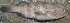  ( - BLG2232)  @11 [ ] Copyright (2016) PHCDBS PAUL HEBERT CNETRE FOR DNA BARCODING AND BIODIVERSITY STUDIES