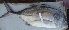  ( - CHA10B)  @11 [ ] Copyright (2016) PHCDBS PAUL HEBERT CENTRE FOR DNA BARCODING AND BIODIVERSITY STUDIES