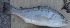  ( - CHA16A)  @11 [ ] Copyright (2016) PHCDBS PAUL HEBERT CENTRE FOR DNA BARCODING AND BIODIVERSITY STUDIES
