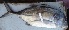  ( - CHA17A)  @11 [ ] Copyright (2016) PHCDBS PAUL HEBERT CENTRE FOR DNA BARCODING AND BIODIVERSITY STUDIES