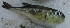  ( - CHA26C)  @11 [ ] Copyright (2016) PHCDBS PAUL HEBERT CENTRE FOR DNA BARCODING AND BIODIVERSITY STUDIES