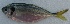  ( - CHA3C)  @11 [ ] Copyright (2016) PHCDBS PAUL HEBERT CENTRE FOR DNA BARCODING AND BIODIVERSITY STUDIES