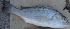  ( - CHA4B)  @11 [ ] Copyright (2016) PHCDBS PAUL HEBERT CENTRE FOR DNA BARCODING AND BIODIVERSITY STUDIES