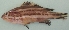  ( - G60)  @12 [ ] Copyright (2016) PHCDBS DEPT.MLR,ANDHRA UNIVERSITY