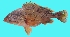  ( - G78)  @11 [ ] Copyright (2016) PHCDBS PAUL HEBERT CENTRE FOR DNA BARCODING AND BIODIVERSITY STUDIE