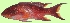  ( - G80)  @11 [ ] Copyright (2016) PHCDBS PAUL HEBERT CENTRE FOR DNA BARCODING AND BIODIVERSITY STUDIE