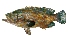  ( - G83)  @11 [ ] Copyright (2016) PHCDBS PAUL HEBERT CENTRE FOR DNA BARCODING AND BIODIVERSITY STUDIE