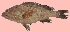  ( - G84)  @11 [ ] Copyright (2016) PHCDBS PAUL HEBERT CENTRE FOR DNA BARCODING AND BIODIVERSITY STUDIE