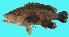  ( - G85)  @11 [ ] Copyright (2016) PHCDBS PAUL HEBERT CENTRE FOR DNA BARCODING AND BIODIVERSITY STUDIE