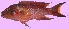  ( - G87)  @11 [ ] Copyright (2016) PHCDBS PAUL HEBERT CENTRE FOR DNA BARCODING AND BIODIVERSITY STUDIE