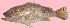  ( - G88)  @11 [ ] Copyright (2016) PHCDBS PAUL HEBERT CENTRE FOR DNA BARCODING AND BIODIVERSITY STUDIE
