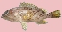  ( - G9FISH)  @13 [ ] Copyright (2016) PHCDBS DEPT.MLR,ANDHRA UNIVERSITY