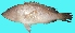  ( - G90)  @11 [ ] Copyright (2016) PHCDBS PAUL HEBERT CENTRE FOR DNA BARCODING AND BIODIVERSITY STUDIE