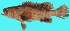  ( - G92)  @11 [ ] Copyright (2016) PHCDBS PAUL HEBERT CENTRE FOR DNA BARCODING AND BIODIVERSITY STUDIE