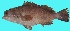  ( - G97)  @11 [ ] Copyright (2016) PHCDBS PAUL HEBERT CENTRE FOR DNA BARCODING AND BIODIVERSITY STUDIE