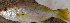  ( - MSWCF1)  @11 [ ] Copyright (2016) PHCDBS PAUL HEBERT CENTRE FOR DNA BARCODING AND BIODIVERSITY STUDIE