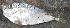  ( - KLK47)  @11 [ ] Copyright (2016) PHCDBS PAUL HEBERT CENTRE FOR DNA BARCODING AND BIODIVERSITY STUDIE