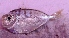  ( - KLK93)  @11 [ ] Copyright (2016) PHCDBS PAUL HEBERT CENTRE FOR DNA BARCODING AND BIODIVERSITY STUDIE