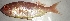  ( - KMF110)  @11 [ ] Copyright (2016) PHCDBS PAUL HEBERT CENTRE FOR DNA BARCODING AND BIODIVERSITY STUDIE