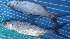  ( - KMF139)  @12 [ ] Copyright (2016) PHCDBS PAUL HEBERT CENTRE FOR DNA BARCODING AND BIODIVERSITY STUDIE