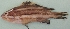  ( - KP42)  @12 [ ] Copyright (2016) PHCDBS PAUL HEBERT CENTRE FOR DNA BARCODING AND BIODIVERSITY STUDIES