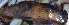  ( - MSWCF164)  @11 [ ] Copyright (2016) PHCDBS PAUL HEBERT CENTRE FOR DNA BARCODING AND BIODIVERSITY STUDIE