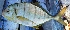  ( - MSWCF190)  @11 [ ] Copyright (2016) PHCDBS PAUL HEBERT CENTRE FOR DNA BARCODING AND BIODIVERSITY STUDIE