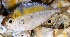  ( - MSWCF238)  @11 [ ] Copyright (2016) PHCDBS PAUL HEBERT CENTRE FOR DNA BARCODING AND BIODIVERSITY STUDIE