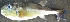  ( - MSWCF384)  @11 [ ] Copyright (2016) PHCDBS PAUL HEBERT CENTRE FOR DNA BARCODING AND BIODIVERSITY STUDIE
