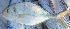  ( - MSWCF488)  @11 [ ] Copyright (2016) PHCDBS PAUL HEBERT CENTRE FOR DNA BARCODING AND BIODIVERSITY STUDIE