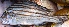  ( - MSWCF517)  @11 [ ] Copyright (2016) PHCDBS PAUL HEBERT CENTRE FOR DNA BARCODING AND BIODIVERSITY STUDIE
